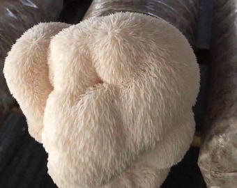 10 × 3LB Bulk Lion’s Mane Mushroom Grow Kits —  Live Grow Blocks for Farms & Market Growers | USA Grown | from--【 ecome.farm 】