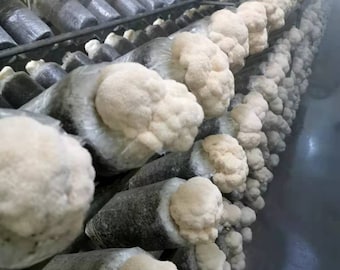 Grow Kits， 2 x Lion's Mane Mushroom, Ideal Gift--【 ecome.farm 】