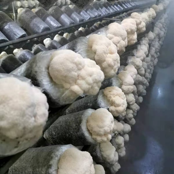 Grow Kits， 2 x Lion's Mane Mushroom, Ideal Gift--【 ecome.farm 】