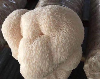 5 × 3LB Bulk Lion’s Mane Mushroom Grow Kits — Fully Colonized Bulk Supply for Farms & Market Growers | USA Grown | from --【 ecome.farm 】