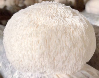 4x 3lb Mushroom Grow Kit Set – 1*Oyster,1* Golden, 1*Lion's Mane, 1*King Oyster –【 ecome.farm 】