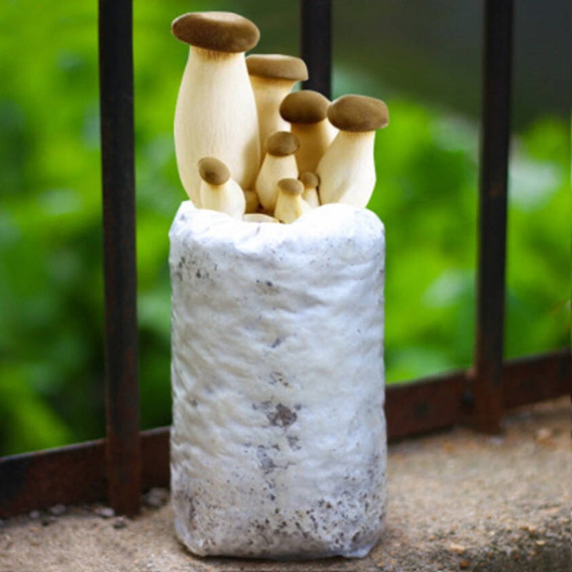 5 of 3 Pound King Oyster Mushroom Grow Kit From QH Mushroom Etsy