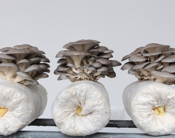 3 x Oyster Mushroom Grow Kits from--【 ecome.farm 】