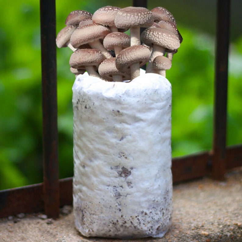 2.5pound Shiitake Mushroom Grow Kit from QH Mushroom Farm Etsy