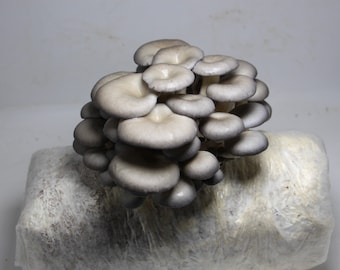 Oyster Mushroom Grow Kits from--【 ecome.farm 】