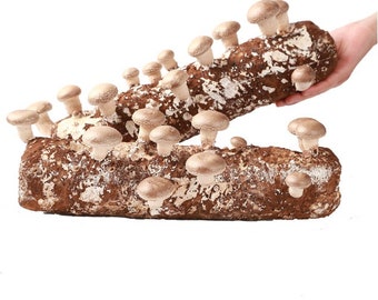 2 x 4lb Shiitake Mushroom Grow Kit from--【 ecome.farm 】