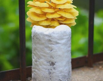 12 x Golden Oyster Mushroom Grow Kit (Set of 12)–【 ecome.farm 】