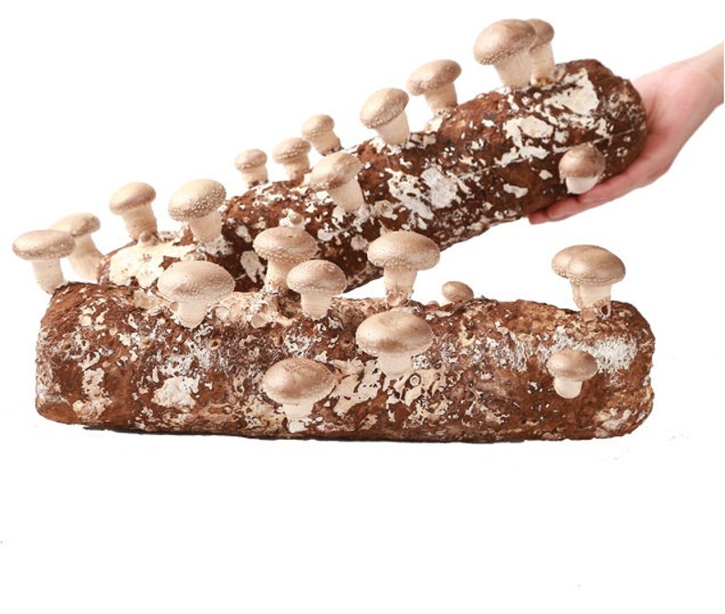 4 pound Shiitake Mushroom Grow Kit from QH Mushroom Farm Etsy