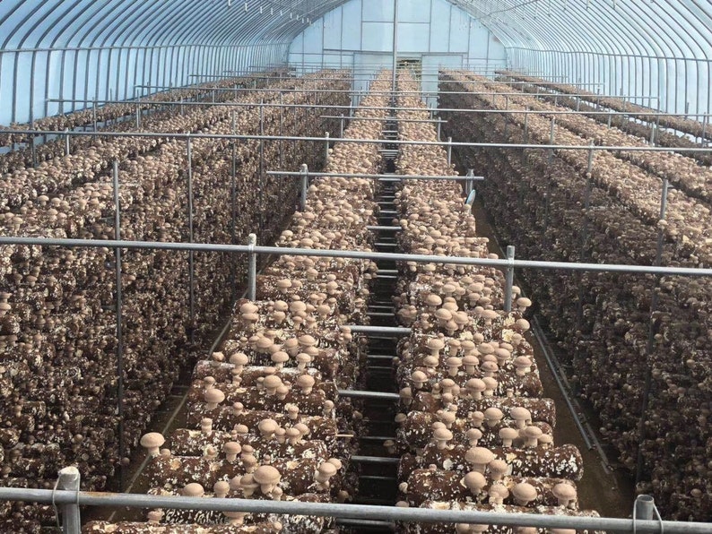 4 pound Shiitake Mushroom Grow Kit from QH Mushroom Farm Etsy