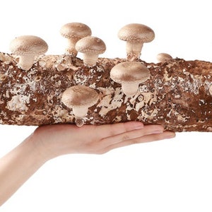 May include: A log of shiitake mushrooms, held in a hand, against a white background. The mushrooms have light brown caps and are growing from the brown log. The log is approximately 12 inches long.