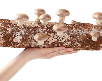 4- pound Shiitake Mushroom Grow Kit from QH Mushroom Farm