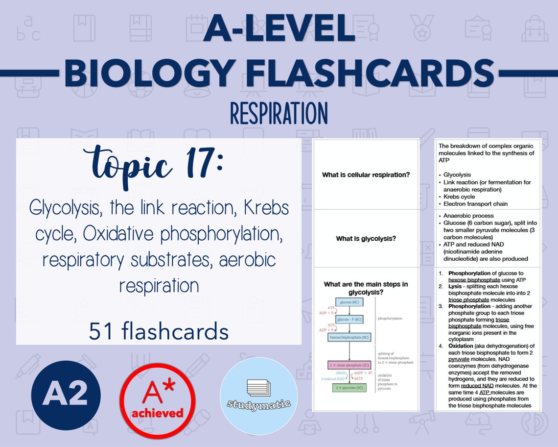 BIOLOGY FLASHCARDS A LEVEL Respiration Etsy UK