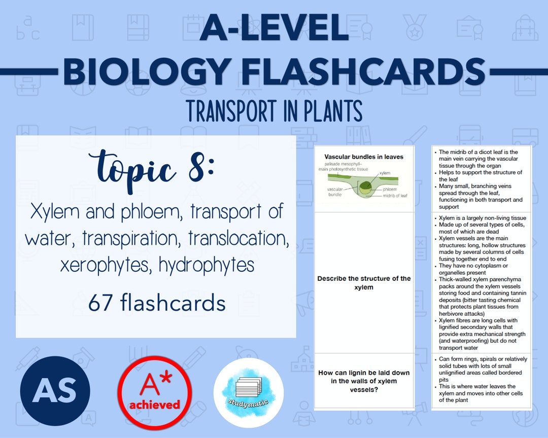 BIOLOGY FLASHCARDS A LEVEL Transport in Plants Etsy