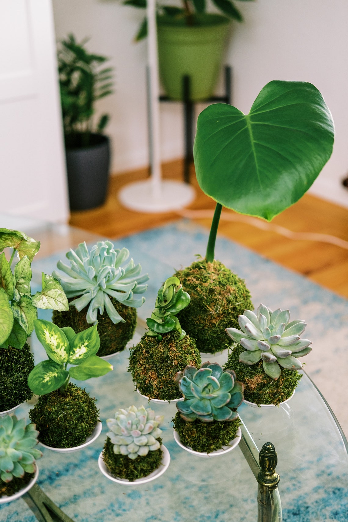 Monstera Deliciosa Kokedama Bonsai Live House Plants Office Etsy