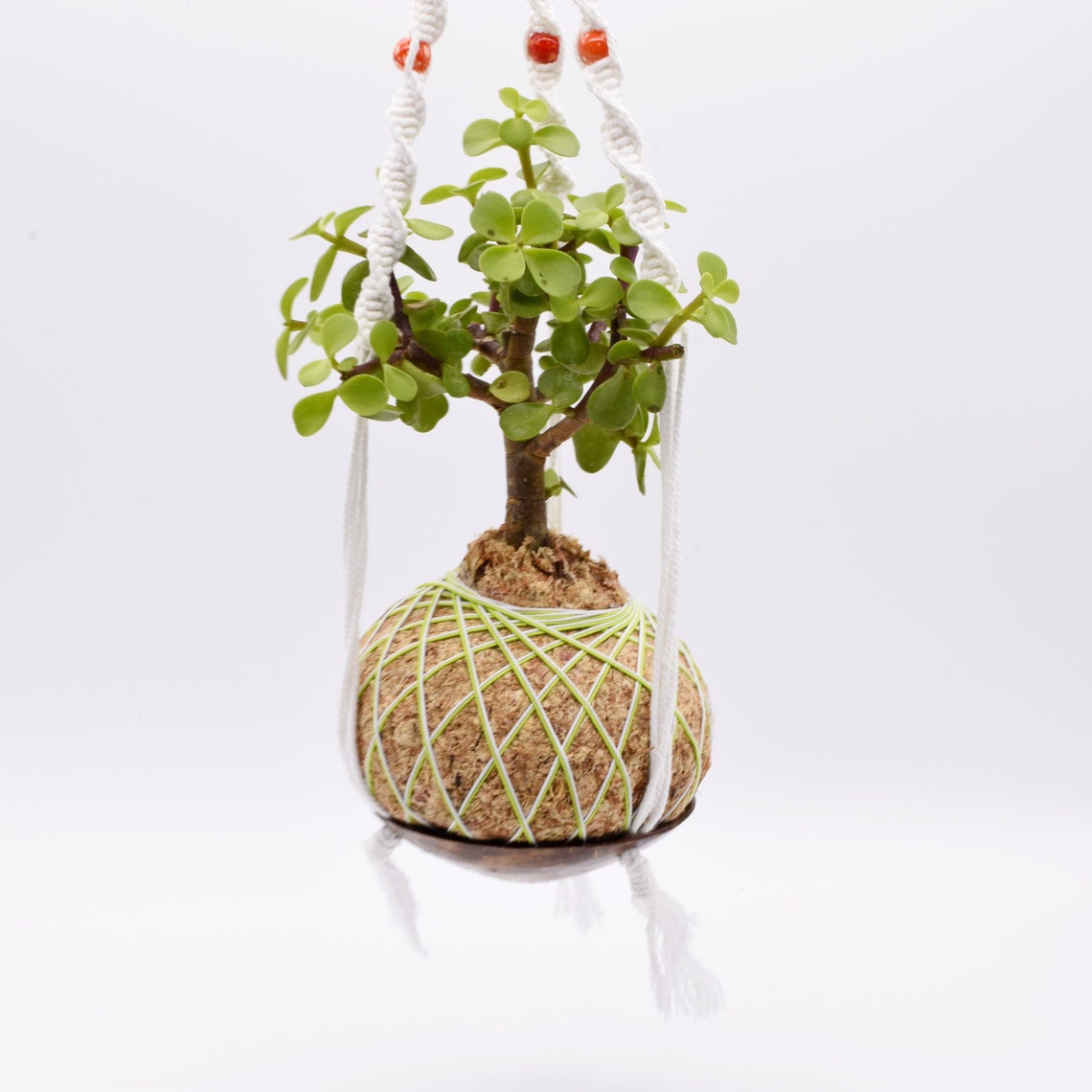 Elephant Bush Bonsai Kokedama Etsy