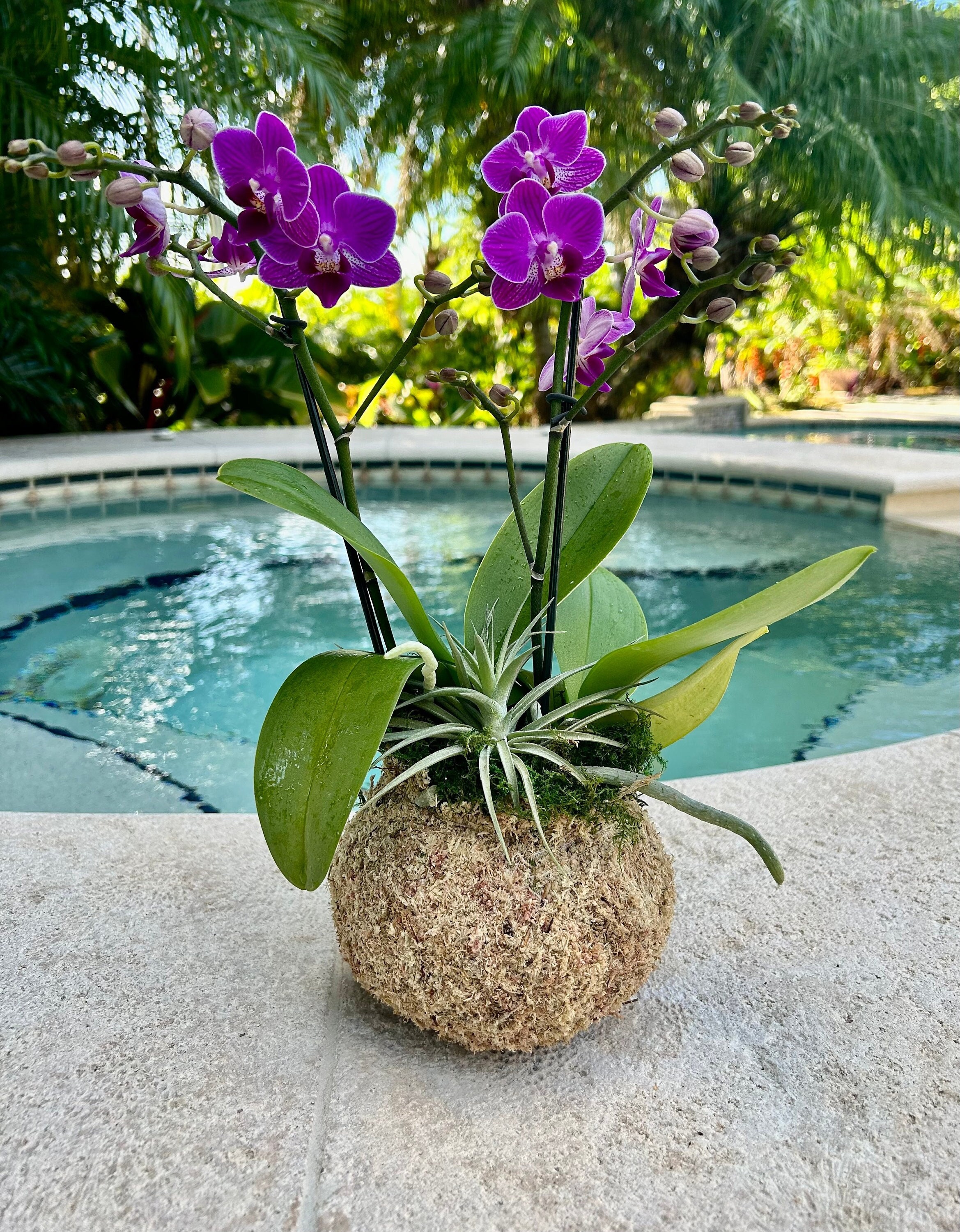 KOKEDAMA MEDIUM PLANT in Fort Lauderdale, FL - ENCHANTMENT FLORIST