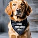 see more listings in the DOG BANDANAS section