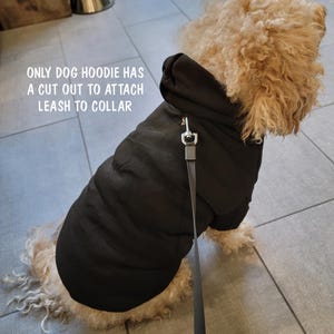 May include: A dog wearing a black hoodie with a leash attached. The hoodie has a cut-out for leash attachment. The dog has curly, light brown fur. Text on the image reads: "ONLY DOG HOODIE HAS A CUT OUT TO ATTACH LEASH TO COLLAR."