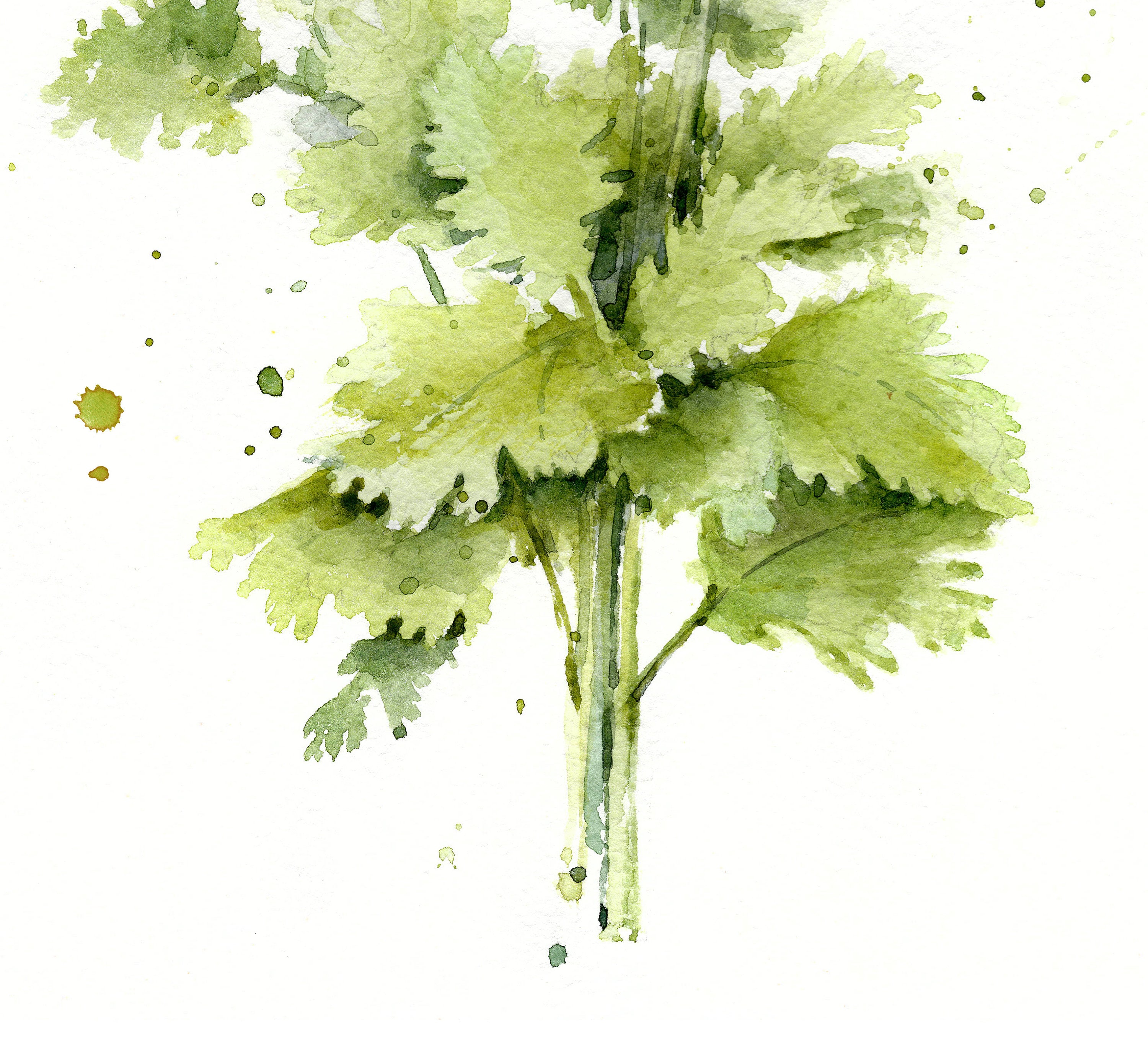 Cilantro art print Watercolor herb art Cilantro print Herb Etsy
