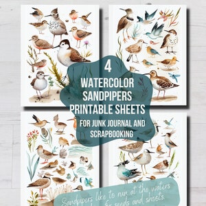 Lebendige Aquarell Sandpiper Clip Art druckbarer Download für Kartenherstellung, Meer Scrapbook Junk Journals, druckbare digitale Sandpiper Kunst