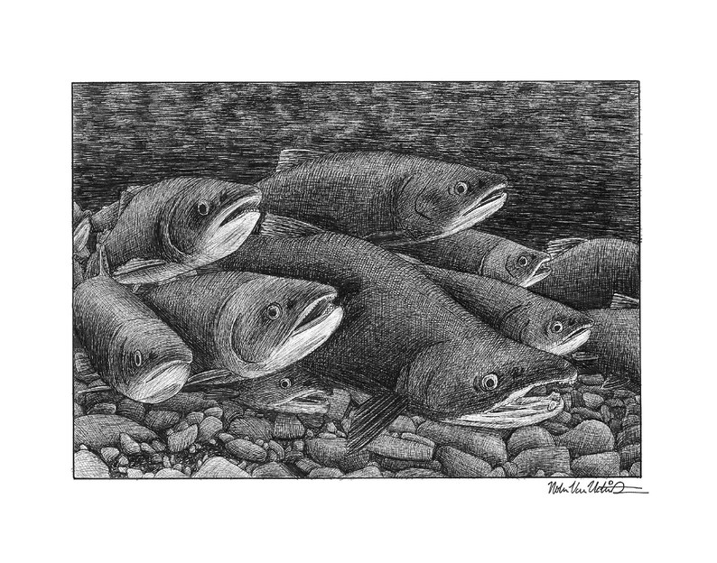 Spawning Drawing Fish PRINT Drawing of Issaquah Creek Spawning Sockeye Salmon, Issaquah WA ...