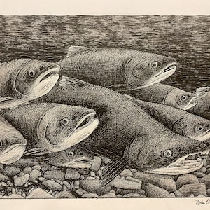 Puede incluir: Un dibujo en blanco y negro a pluma y tinta de un grupo de salmones nadando en un río. Los peces están representados de forma realista, con escamas y aletas detalladas. El dibujo está sobre un fondo de rocas y agua.
