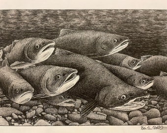 PRINT Drawing of Issaquah Creek Spawning Sockeye Salmon, Issaquah WA, Salmon Days Festival