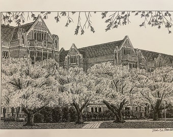PRINT Drawing of Cherry Blossoms at University of Washington Campus UW Huskies Seattle WA