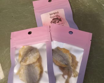 Striped Trevally Fish: Hermit Crab Protein Treat