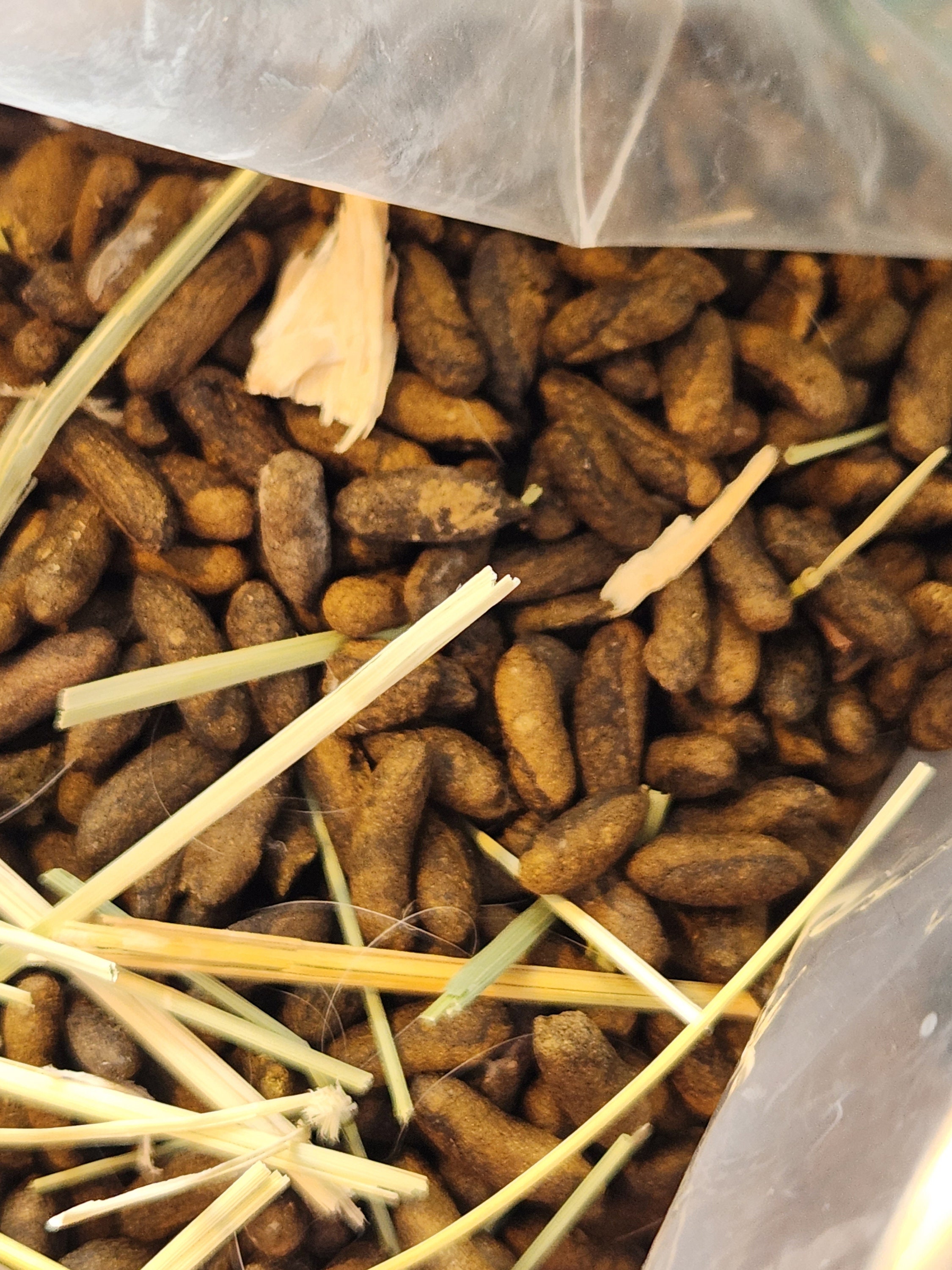 Dog Ate Guinea Pig Poop