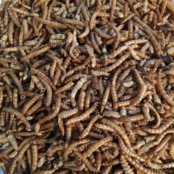 Mealworms