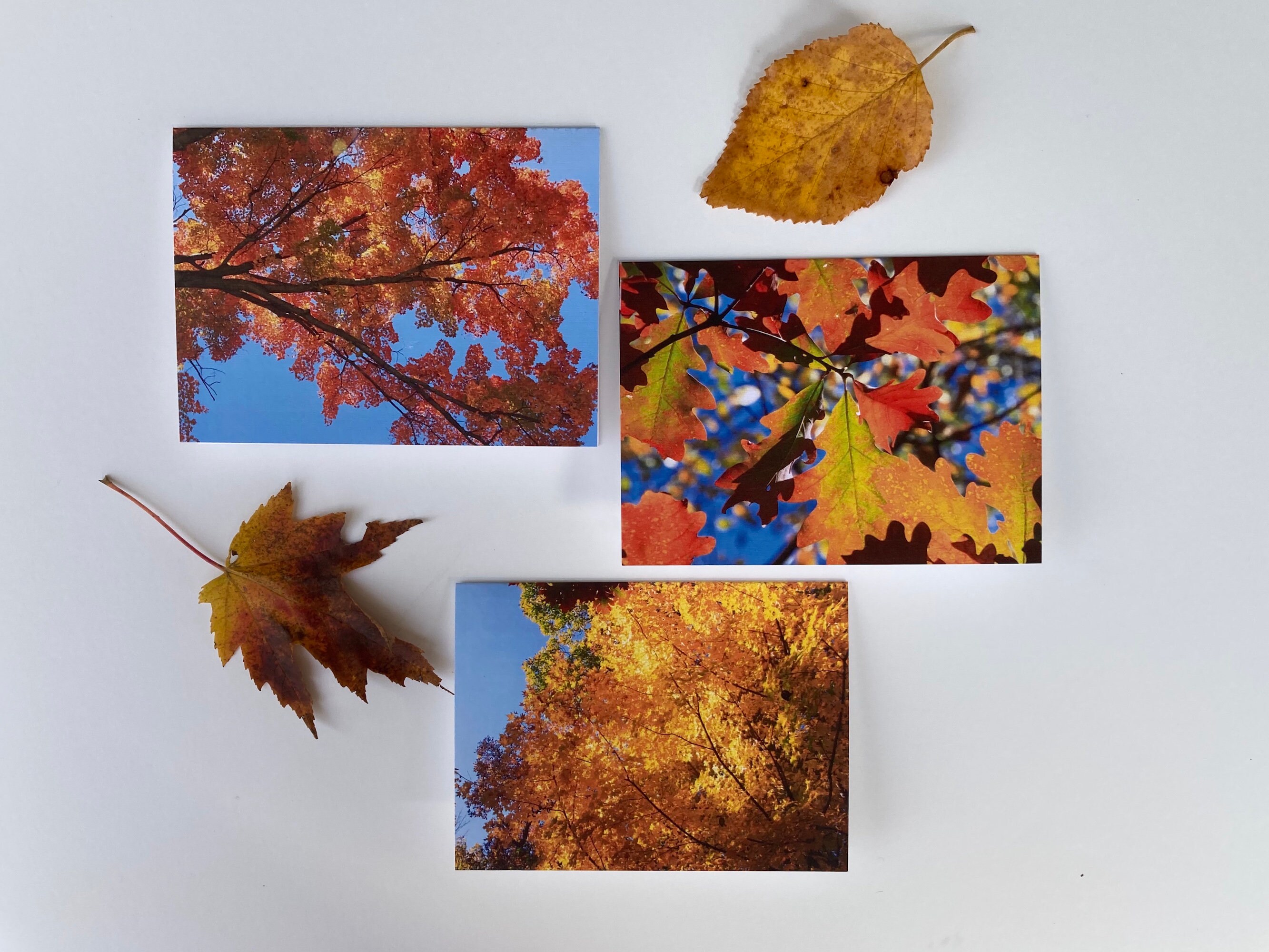 Red Orange Fall Colored Maple Leaves Nature Photography on Blank Note Card Perfect All Occasion Card or For Framing