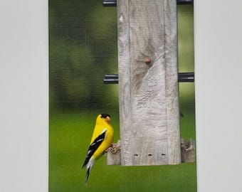 Bird Photography Note Cards - Wisconsin Nature, Set of 6