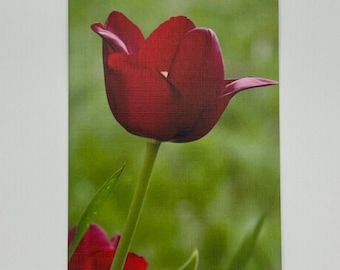 Tulip Photography Note Cards - Blank All Occasion Cards, Set of 6