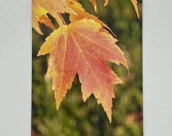 Autumn Leaves Photography Note Cards - Set of 6, Blank Inside