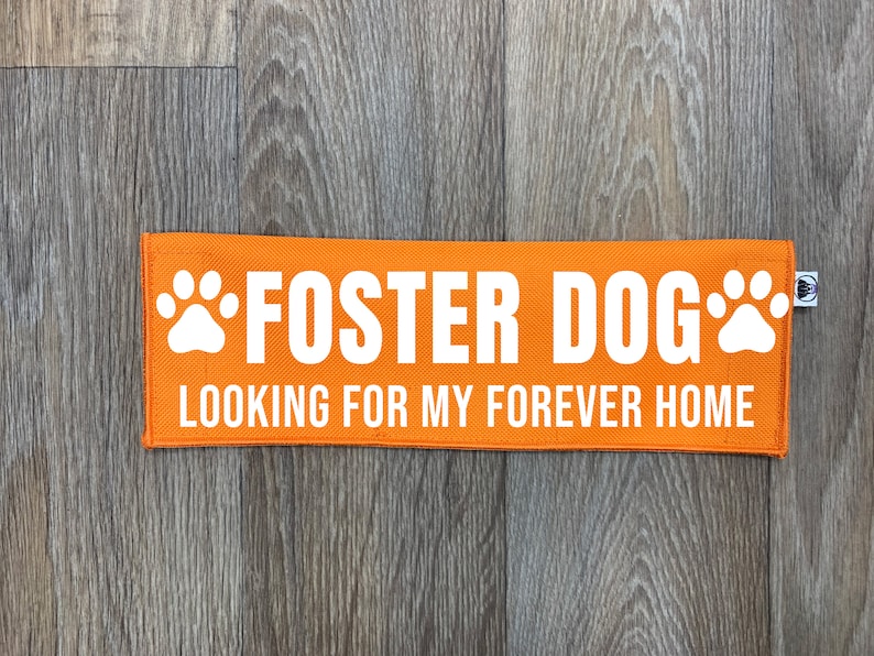 May include: Orange fabric dog tag with white paw prints and the text "FOSTER DOG LOOKING FOR MY FOREVER HOME".