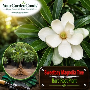 May include: A Sweetbay Magnolia tree bare root plant with a large white flower and green leaves. The image includes the text YourGardenGoods Grow Beautiful, Live Beautiful and Sweetbay Magnolia Tree Bare Root Plant with a garden trowel.