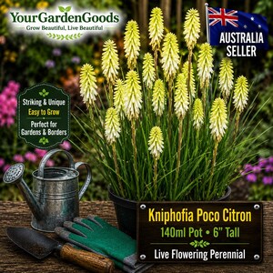 May include: A Kniphofia Poco Citron plant with pale yellow, spike-shaped flowers in a black pot. Beside it sits a galvanised metal watering can, a green gardening glove, and a hand trowel. A sign reads: Kniphofia Poco Citron, 140ml Pot, 6" Tall.