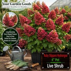 Ruby Slippers Hydrangea Live Plant  (4"Pot) - Oakleaf Hydrangea | Compact Flowering Shrub