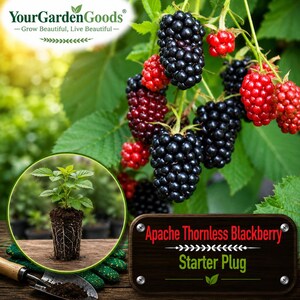 May include: A cluster of ripe black and red blackberries on a green leafy vine. An inset circle shows a small green blackberry plant with visible roots in soil. A dark wooden sign displays the text Apache Thornless Blackberry Starter Plug.
