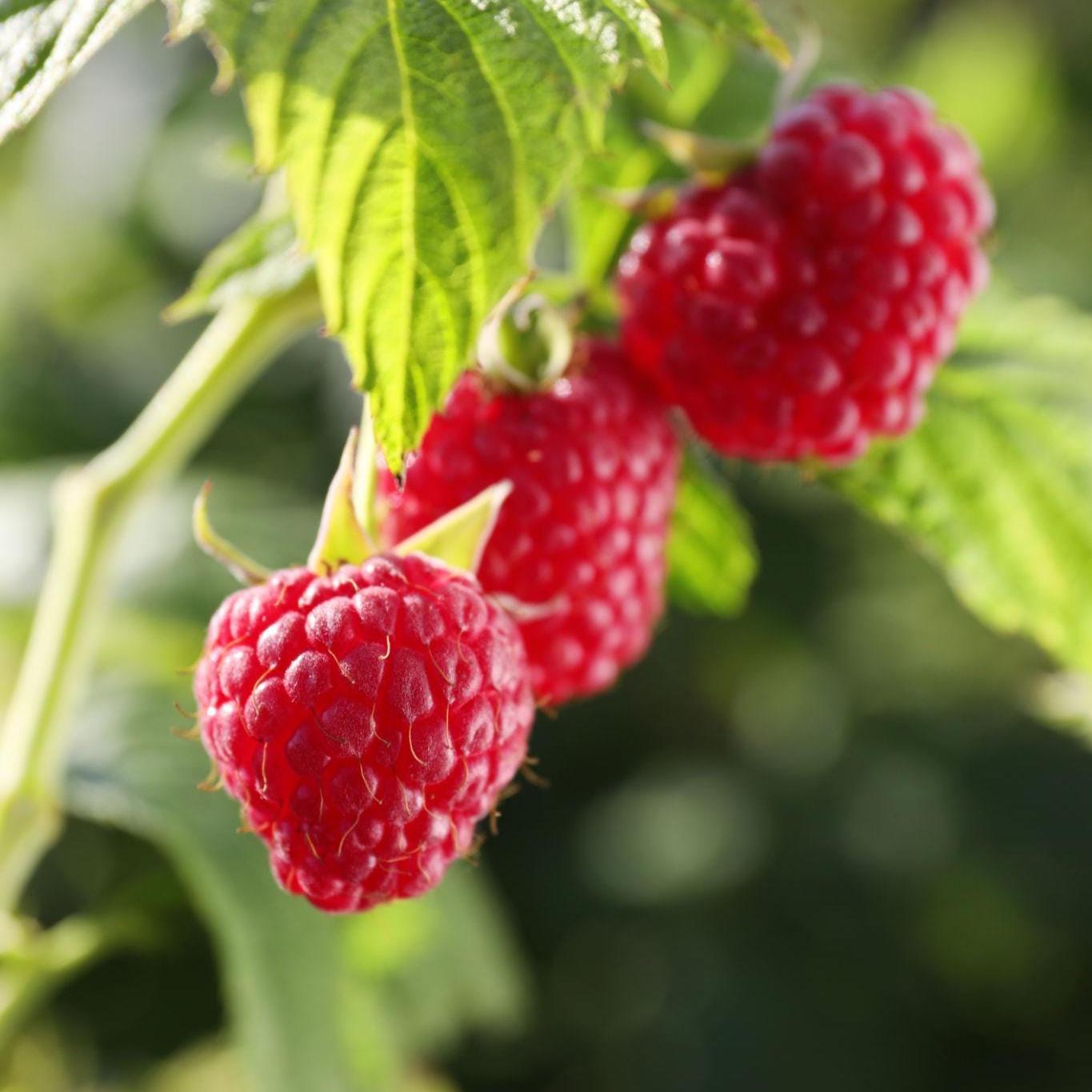 Spring Raspberry Canes Prelude Raspberry Canes – Early Red Bare Root Plants, Rubus Idaeus ...