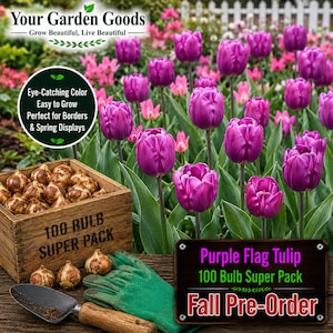May include: A wooden crate filled with brown tulip bulbs, a green gardening glove, and a small metal trowel. In the background, purple tulips bloom in a garden. Text on the crate reads 100 BULB SUPER PACK, and a sign reads Purple Flag Tulip 100 Bulb Super Pack Fall Pre-Order.