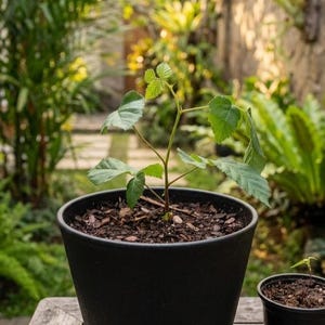 May include: A young green plant with serrated leaves growing in a large, matte black plastic pot filled with dark brown wood chip mulch. A smaller, secondary black pot containing a tiny seedling sits to the right of the main container.