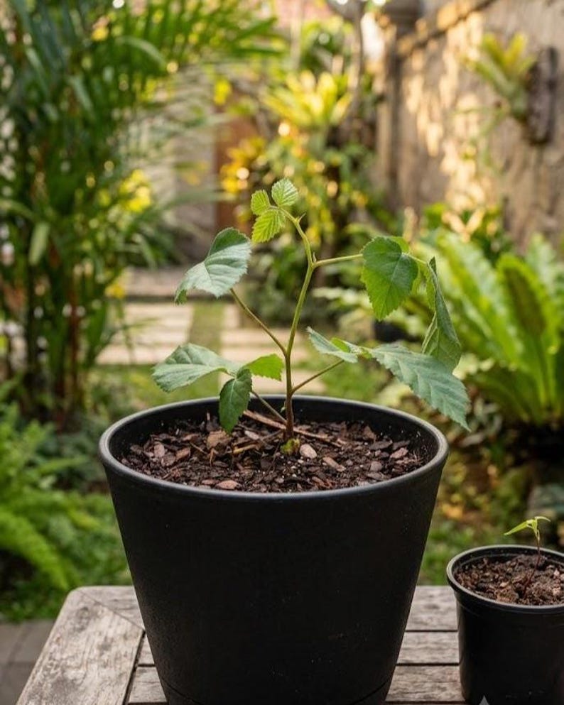 May include: A young green plant with serrated leaves growing in a large, matte black plastic pot filled with dark brown wood chip mulch. A smaller, secondary black pot containing a tiny seedling sits to the right of the main container.