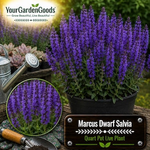 May include: A Marcus Dwarf Salvia plant in a black pot with vibrant purple flower spikes. The image includes the text YourGardenGoods, Grow Beautiful, Live Beautiful, and Marcus Dwarf Salvia Quart Pot Live Plant, alongside a metal watering can.
