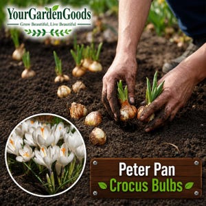 May include: A person planting Peter Pan Crocus Bulbs in dark soil. The image includes a close-up of white and orange crocus flowers. The text "Your Garden Goods" and "Grow Beautiful, Live Beautiful" is at the top. A wooden sign reads "Peter Pan Crocus Bulbs".