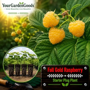 May include: A Fall Gold Raspberry starter plug plant featuring bright yellow berries on green leaves. The image includes text reading YourGardenGoods, Grow Beautiful, Live Beautiful, and Fall Gold Raspberry Starter Plug Plant.