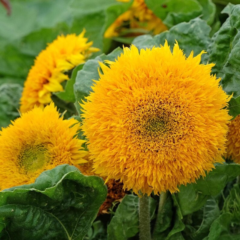 Teddy Bear Dwarf Sunflower Seeds – Fluffy Double Bloom, Compact Garden ...