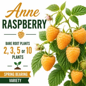 May include: Anne RASPBERRY bare root plants, available in quantities of 2, 3, 5, or 10. The image features a cluster of golden-yellow raspberries on a green leafy stem, with text stating Spring Bearing Variety against a white background.