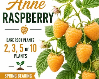 May include: Anne RASPBERRY bare root plants, available in quantities of 2, 3, 5, or 10. The image features a cluster of golden-yellow raspberries on a green leafy stem, with text stating Spring Bearing Variety against a white background.